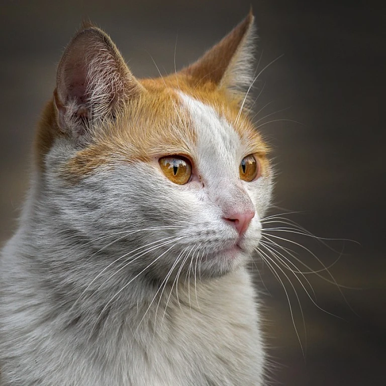 Quelles plantes sont sans danger pour votre chat ?