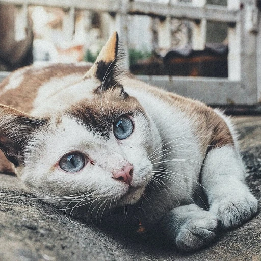 Trouver le prénom parfait pour votre chatte