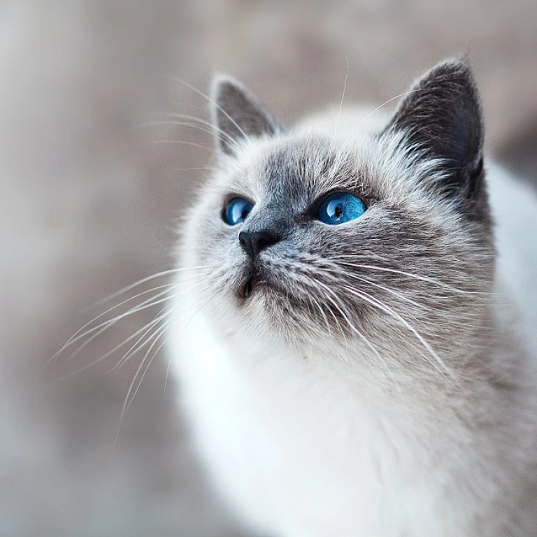 Comment choisir le meilleur sac de transport pour votre chat