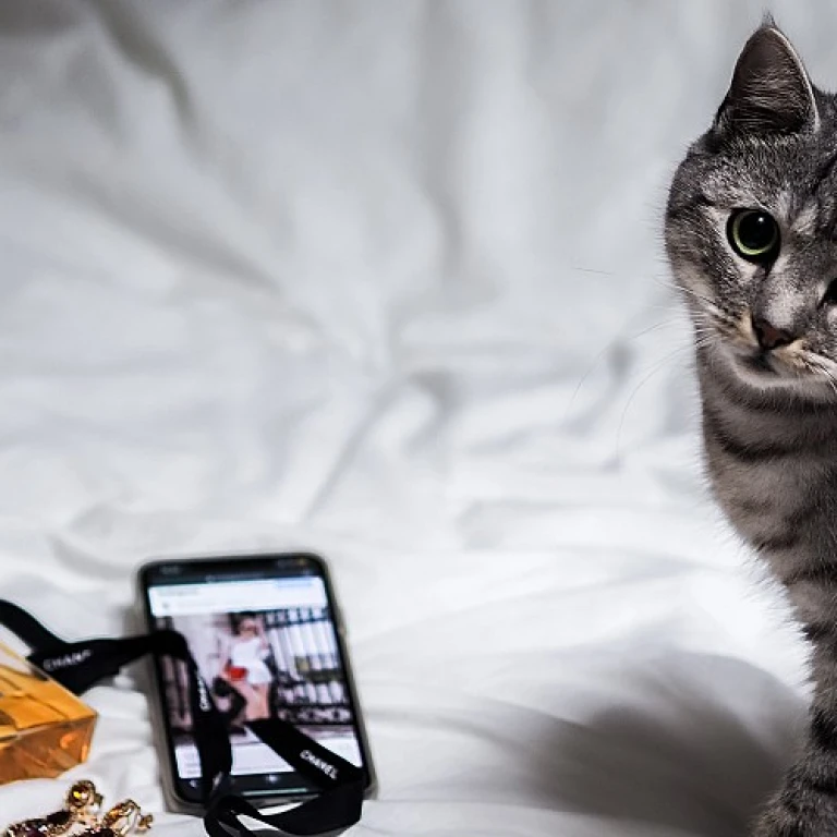 Les mystères du chat sibérien gris : un compagnon fascinant