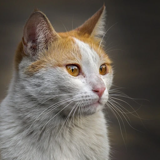 Maine coon black smoke : une merveille féline