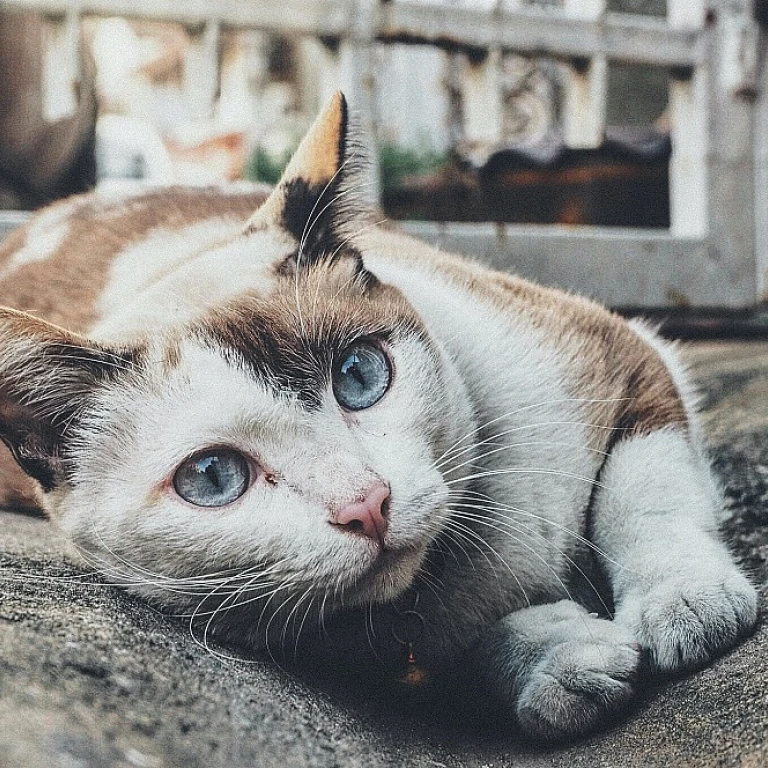 Maine coon gris : tout ce que vous devez savoir sur cette majestueuse race féline