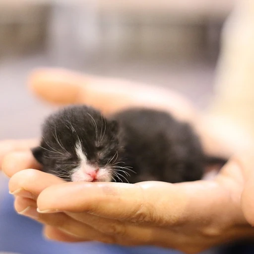 Tout ce que vous devez savoir sur le main coon poids