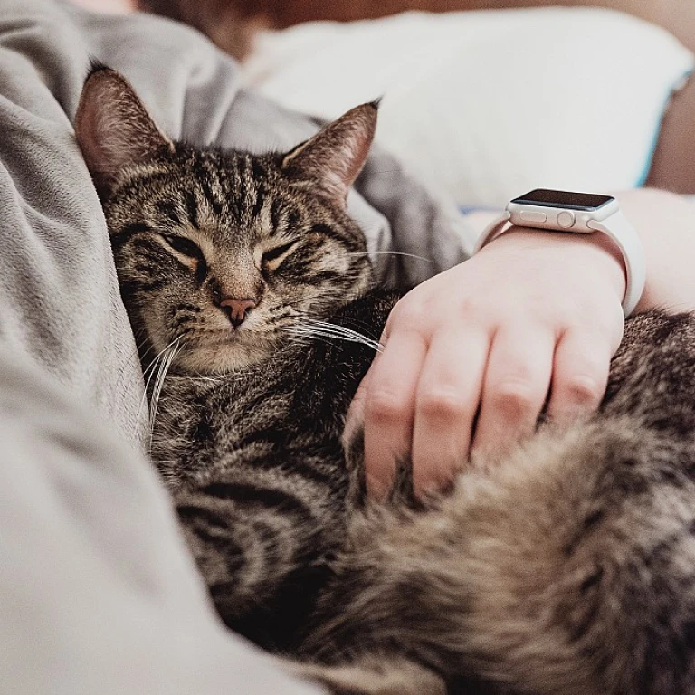 Nom de chat femelle 4 lettres : idées et conseils pour choisir le meilleur prénom