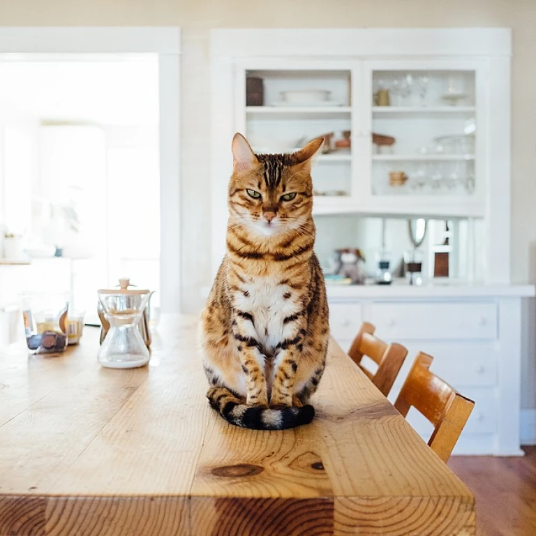 Trouver le prénom pour chaton mâle idéal