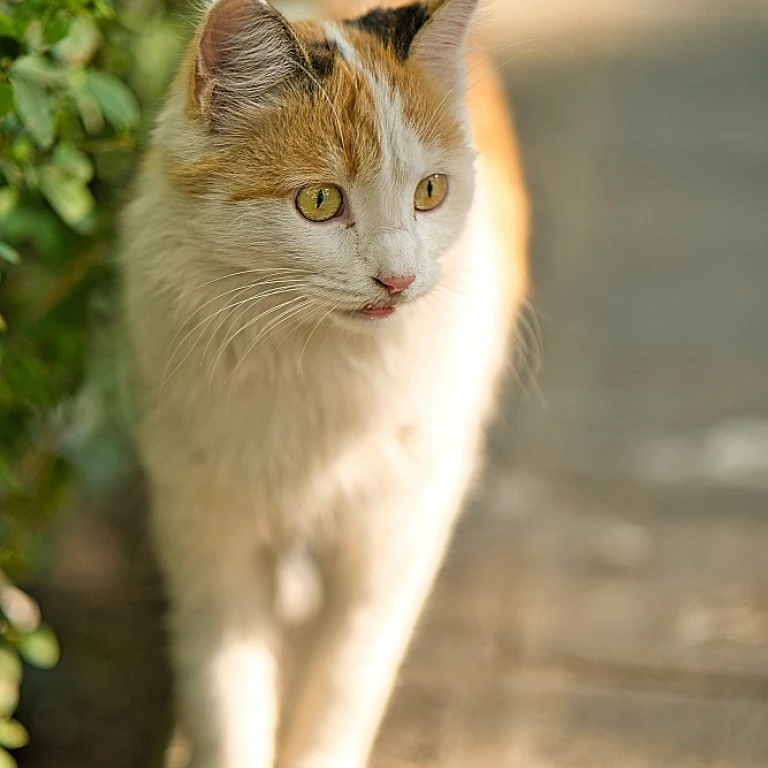 Le maine coon black silver : un chat majestueux et mystérieux