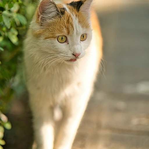 Le maine coon black silver : un chat majestueux et mystérieux