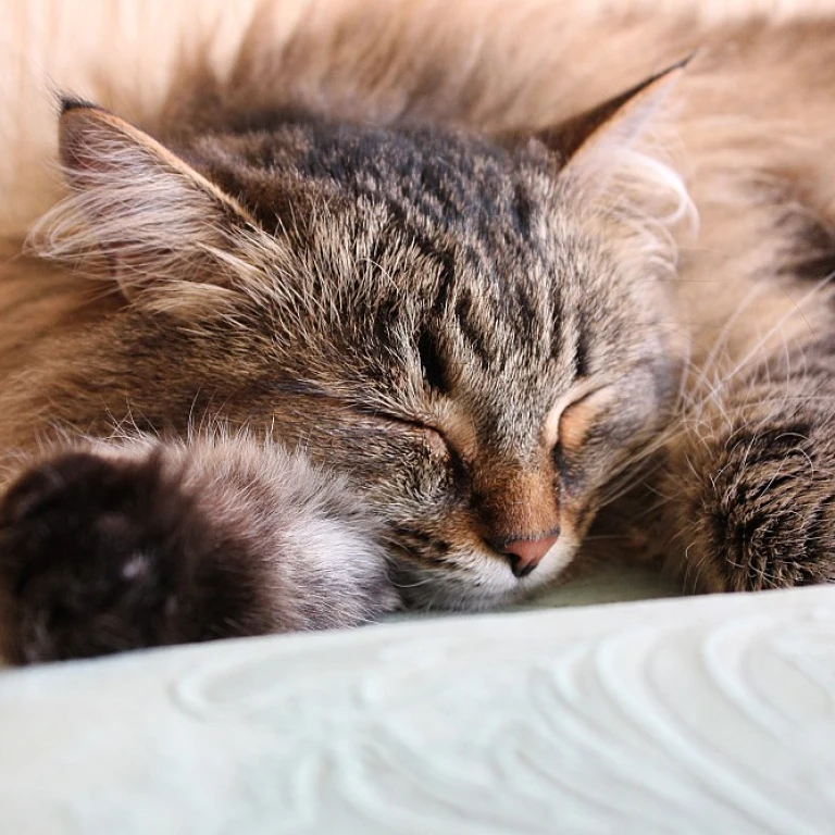 Les mystères du maine coon bleu : un chat aux mille couleurs