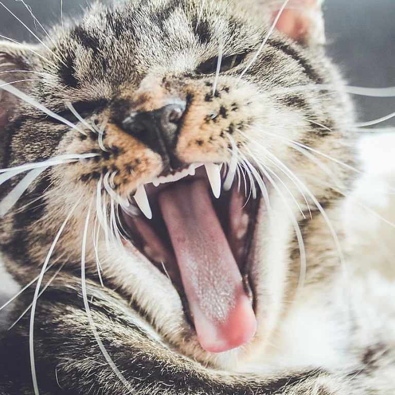 Les caractéristiques fascinantes du chaton croisé maine coon