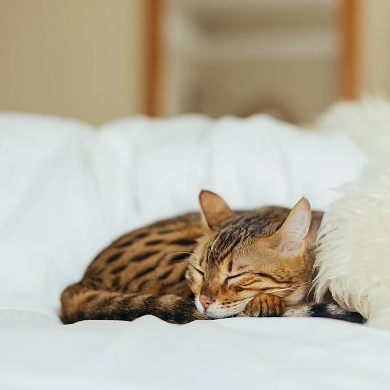 Les meilleures croquettes pour votre maine coon