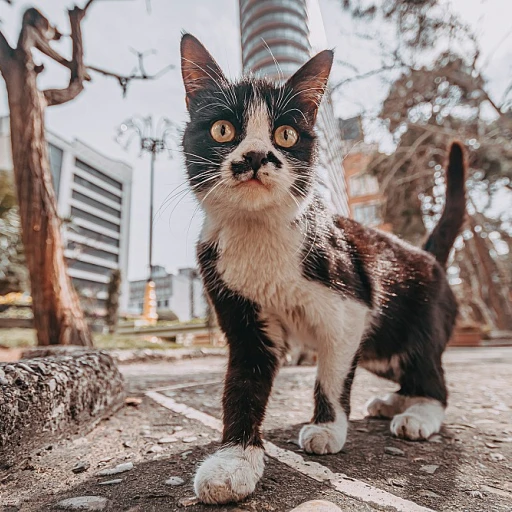 Le charme mystérieux du maine coon bleu