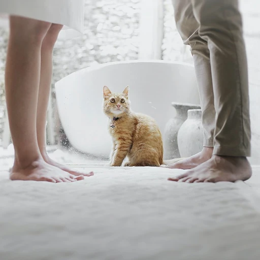 Le charme irrésistible du maine coon noir et blanc