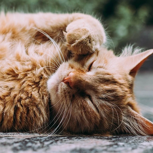 Le charme irrésistible du maine coon gris et blanc