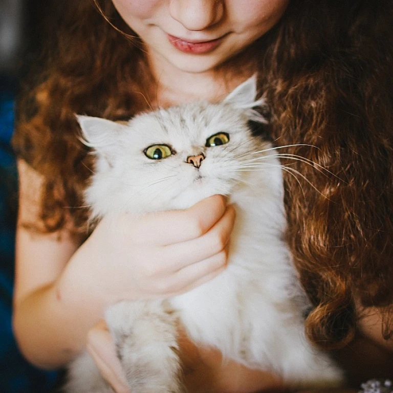 La magie de la chatte chocolat : une race fascinante