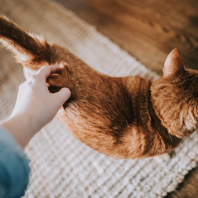 L'importance d'un abri extérieur pour votre chat